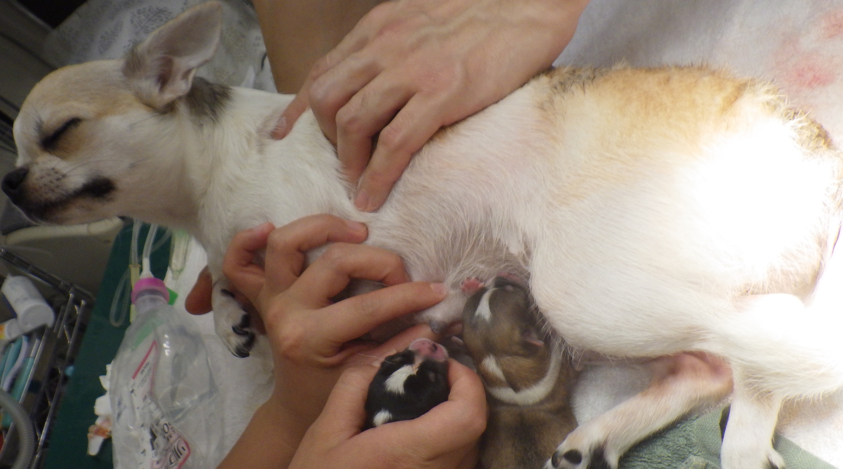 犬 妊娠 出産 帝王切開 習志野市 津田沼 アプリコット動物病院 症例集